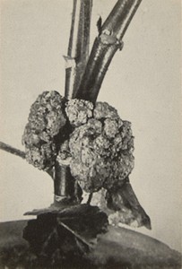Pélargonium cancéreux non traité - Expérience Radio Cellulo Oscillateur originel 1925