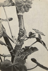 Pélargonium traité avec le Radio Cellulo Oscillateur originel de Lakhovsky - 1925